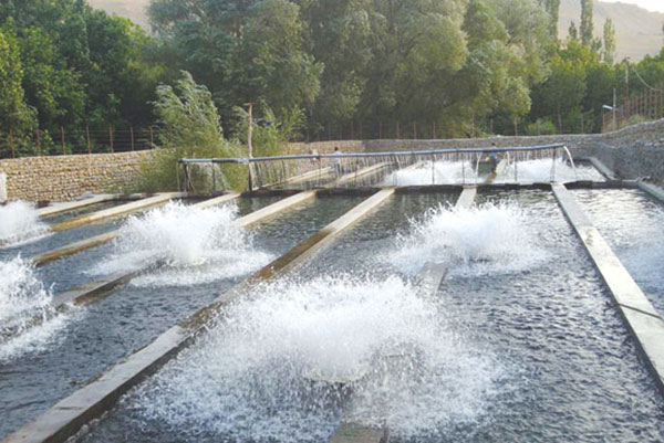 هواده پرورش ماهی