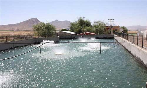 قیمت اسپلش ماهی