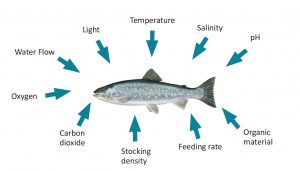 انواع هواده پرورش ماهی
